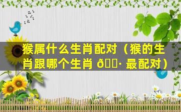 猴属什么生肖配对（猴的生肖跟哪个生肖 🌷 最配对）